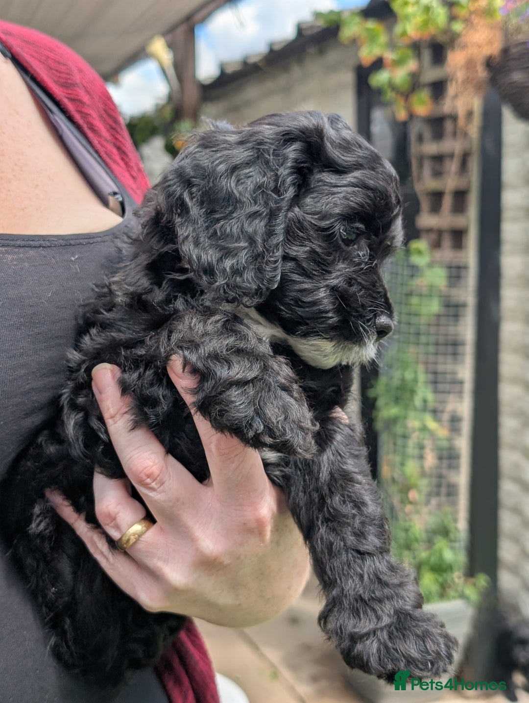 Cockapoo dogs for sale: We have Four Beautiful Cockerpoo Puppies Available - Image 8
