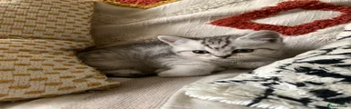 British Shorthair 2
