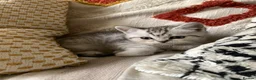 British Shorthair cats for sale: British short hair kittens  - Advert 11