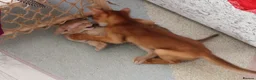 Abyssinian cats for sale: Abyssinian BOY & Looking for His Forever Family - Advert 12