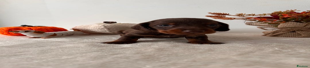 Dachshund Puppy 3