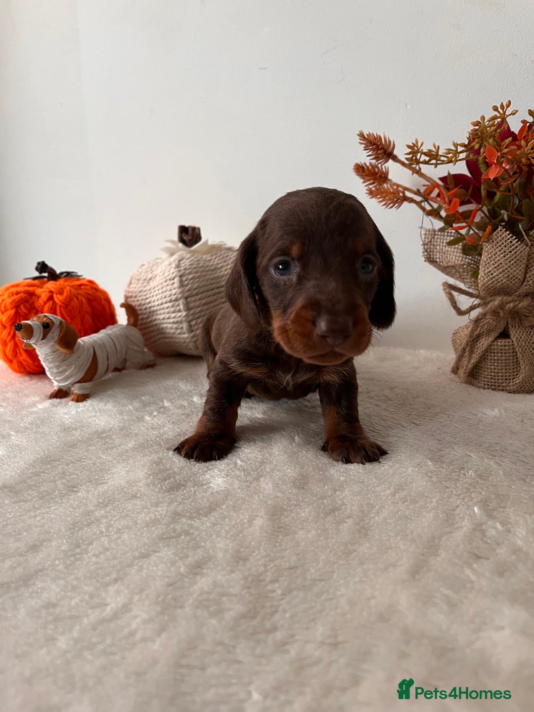 Dachshund dogs for sale: Beautiful Standard Dachshund Puppies  - Image 9