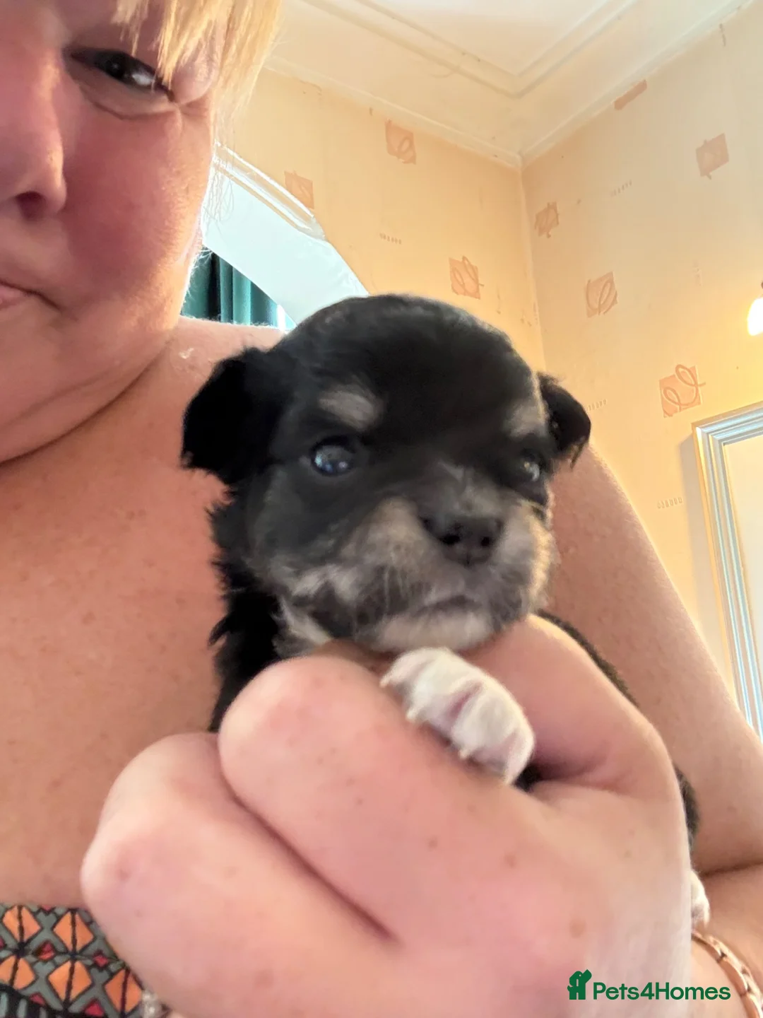 Chihuahua dogs for sale: Long haired black male - Advert 2