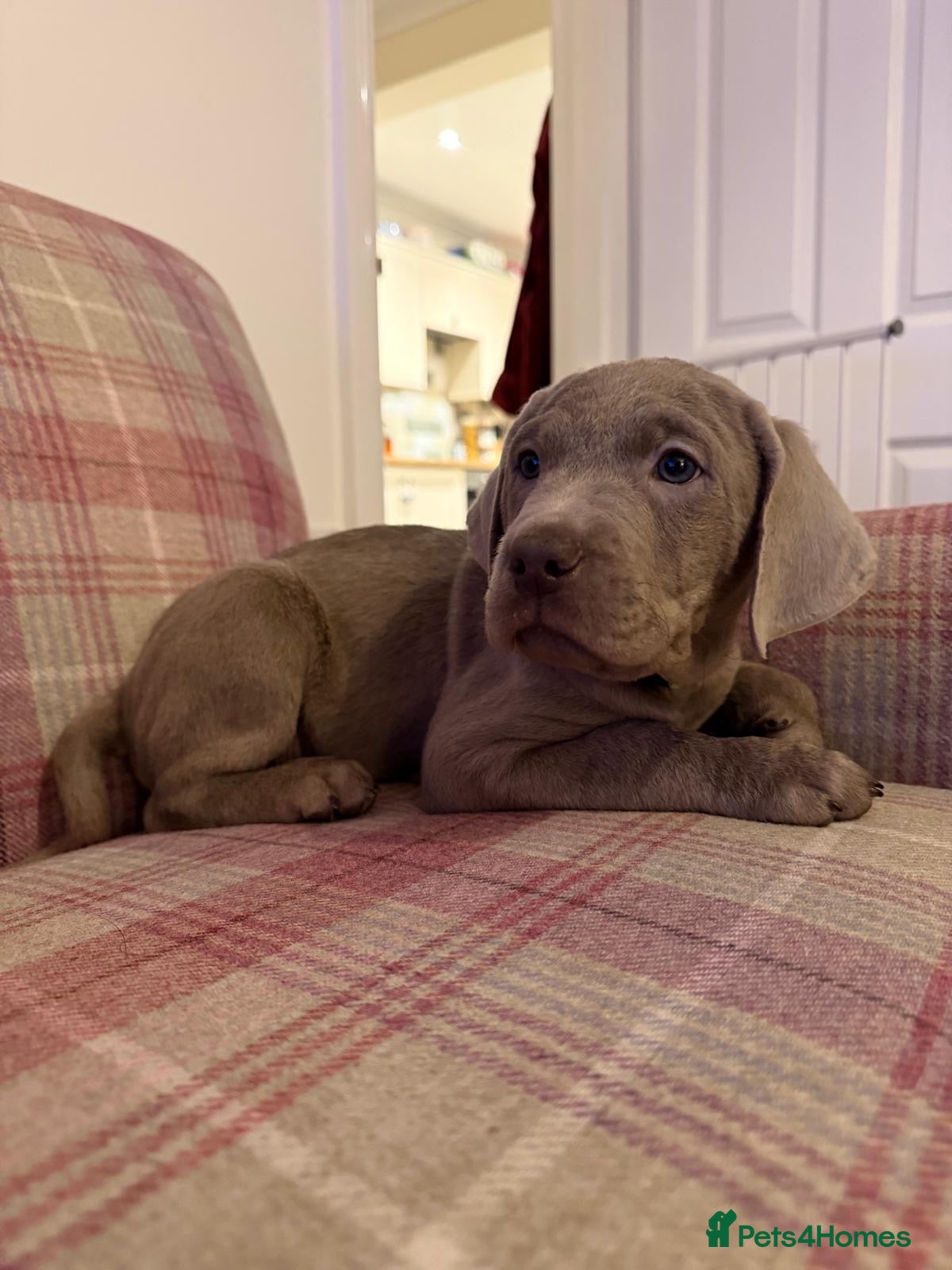 Labrador Retriever dogs Charcoal/silver Labrador puppies  - Advert 16