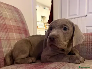 Labrador Retriever dogs Charcoal/silver Labrador puppies - Advert 16