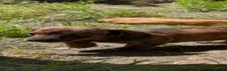 Miniature Dachshund dogs for sale: KC reg miniature smooth dachshund in Warminster - Advert 4