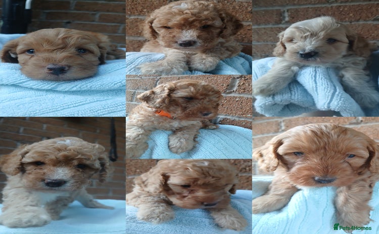 Cockapoo dogs - Advert 4