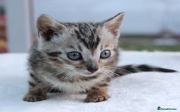 Bengal cats for sale: CUTE BENGAL KITTENS AVAILABLE - Image 8