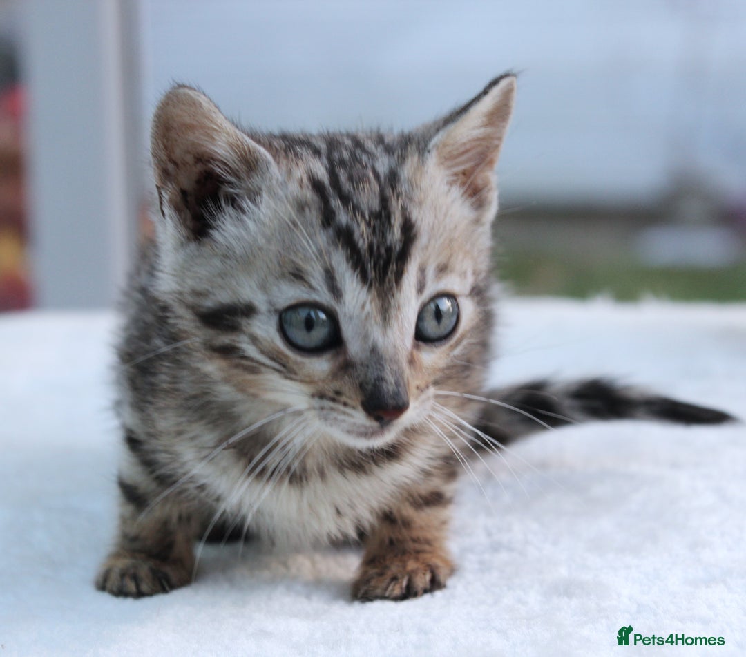 Bengal cats for sale: CUTE BENGAL KITTENS AVAILABLE - Image 8