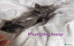 Ragcoon cats for sale: Amazing ragcoon kittens looking for lovely home  - Image 11