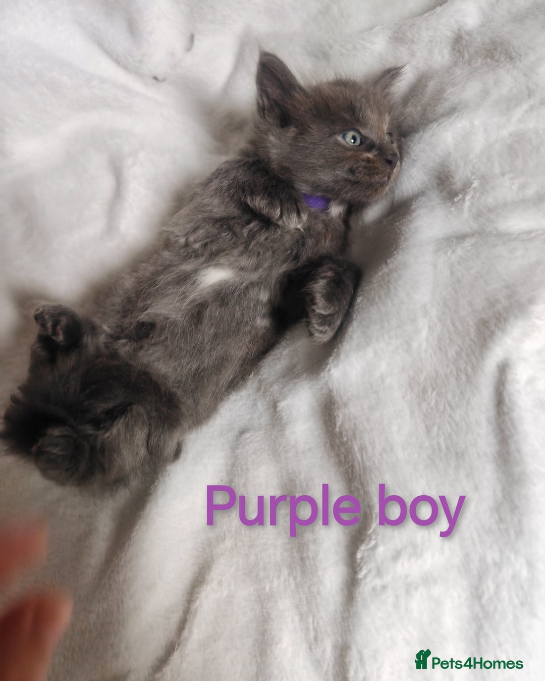 Ragcoon cats for sale: Amazing ragcoon kittens looking for lovely home  - Image 11