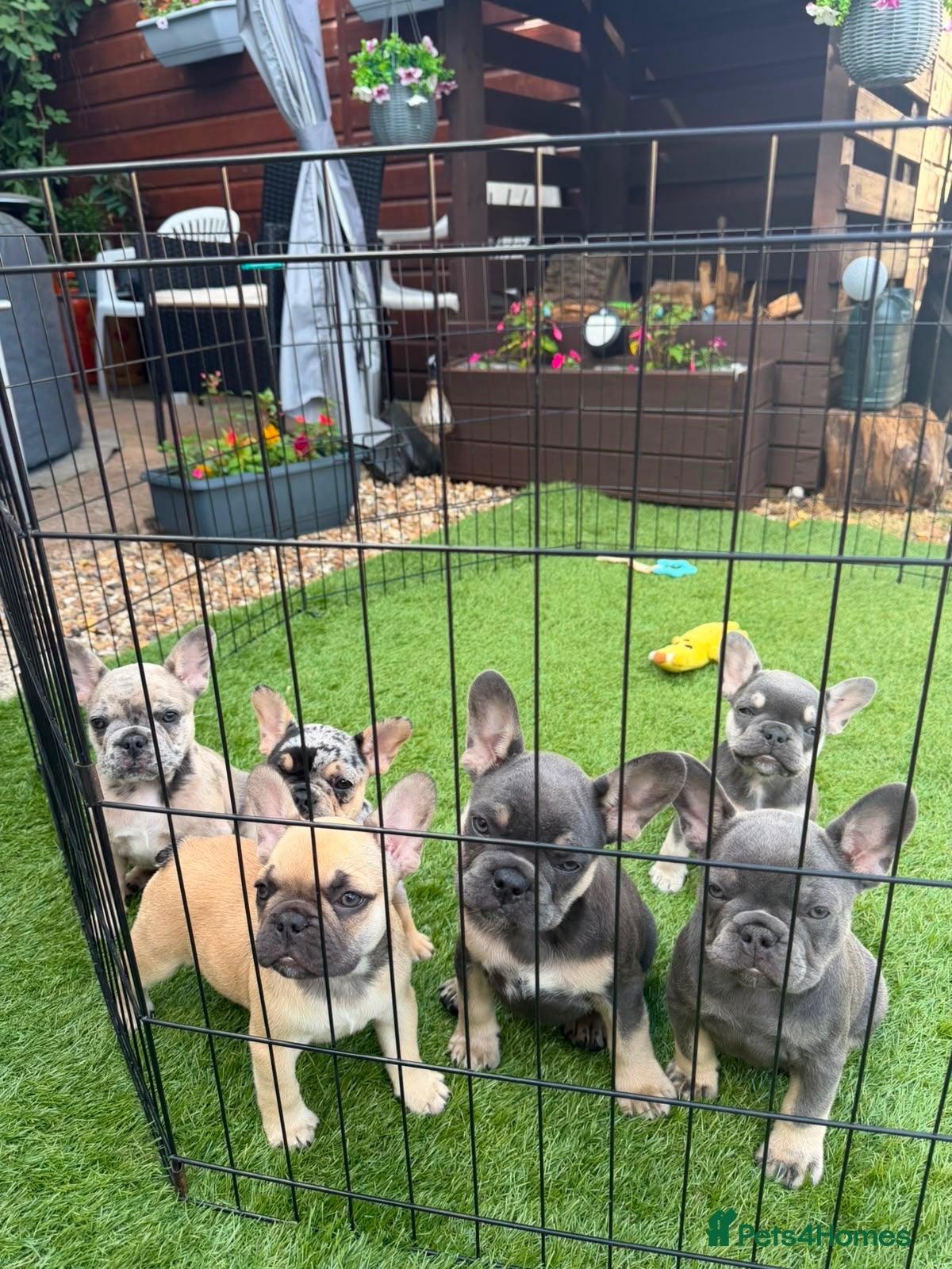 French Bulldog dogs 6 stunning French bulldogs ready 10th August  - Advert 16