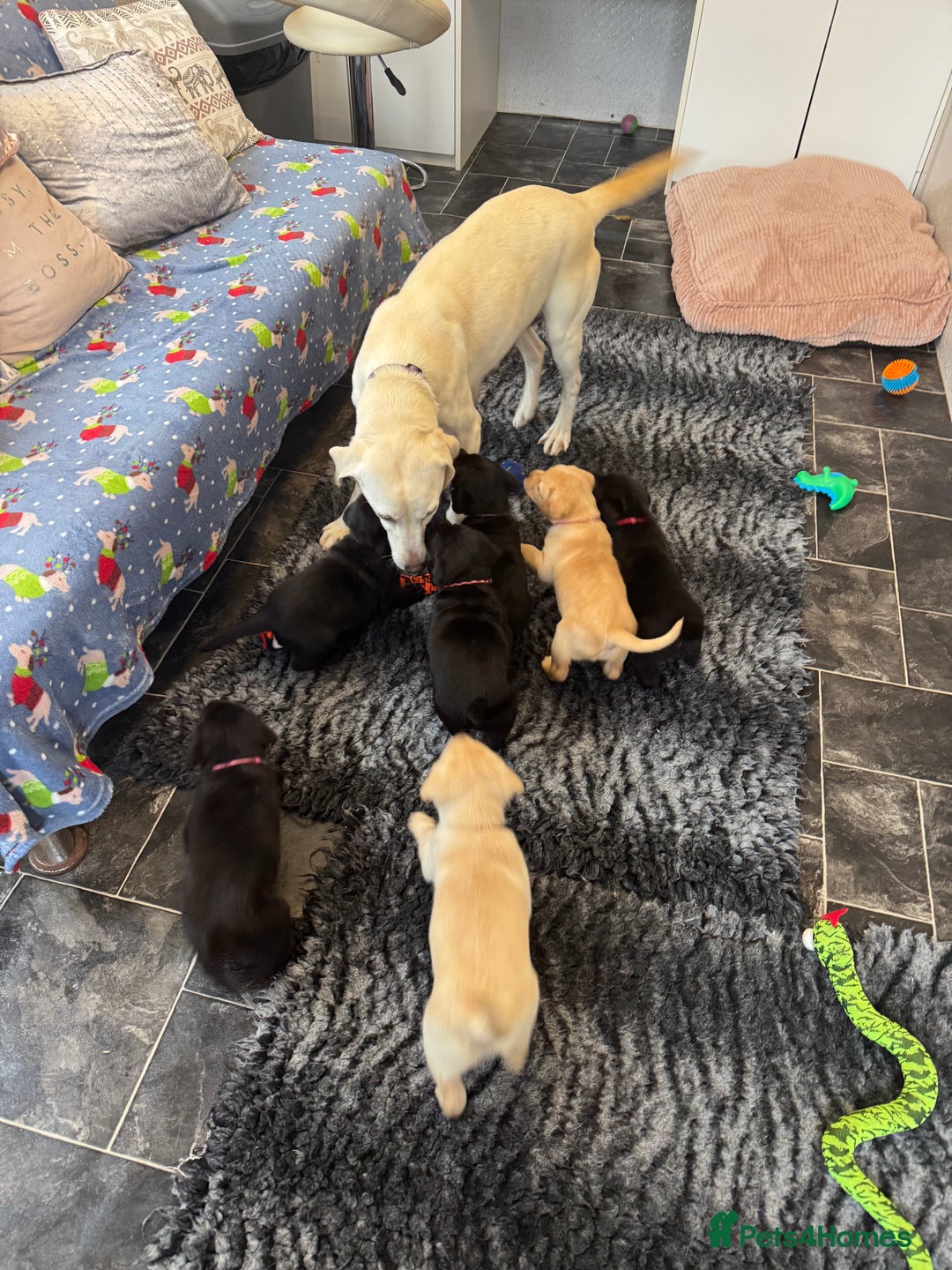 Labrador Retriever dogs for sale: Stunning KC Puppies Health Tested Parents - Advert 24