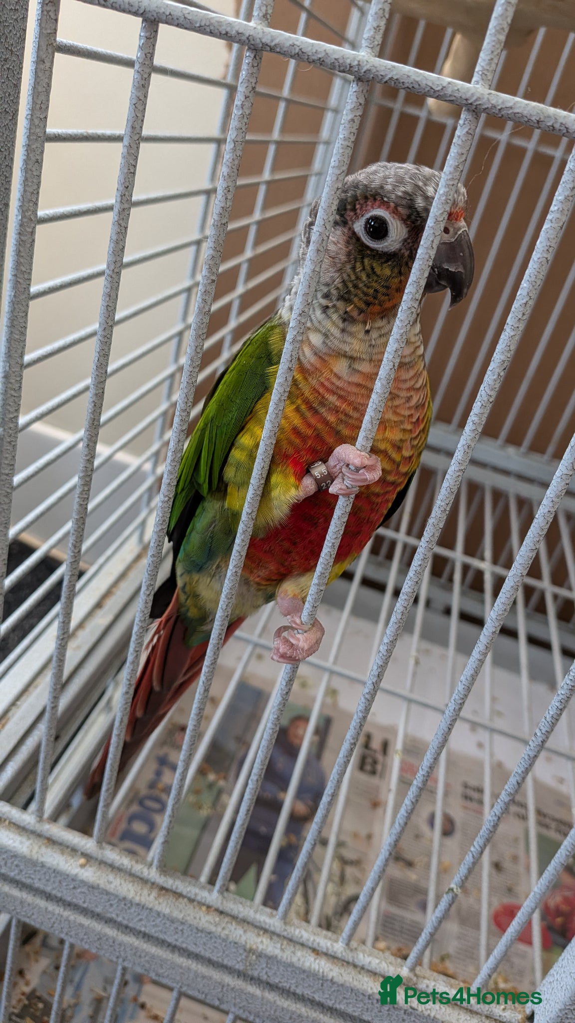 Conures birds Conure, cage and carry bag  - Advert 1