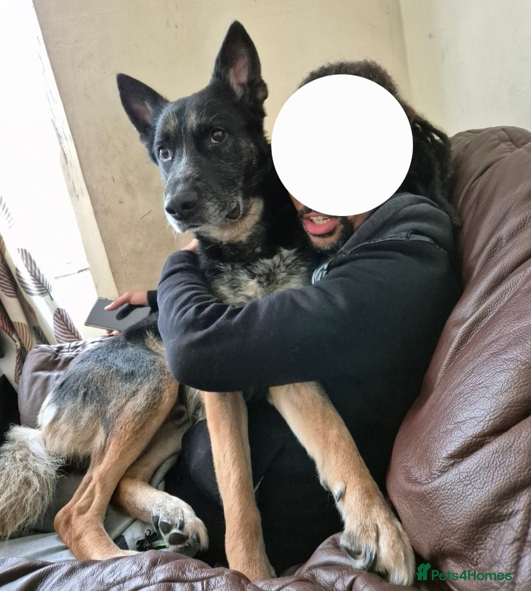 German Shepherd dogs for sale: Gsd x Rottweiler x Deerhound - Marley 💕 - Advert 17