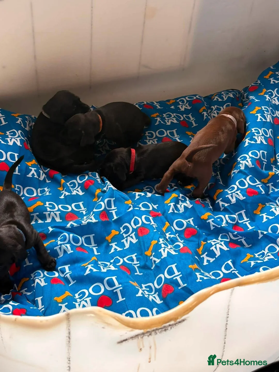 Mixed Breed dogs for sale: Dobockers for sale  in Manchester - Advert 8