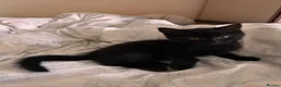 Bombay cats for sale: Bombay kitten - Advert 4