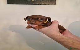 Dachshund dogs for sale: Miniature Smooth Haired Dachshund Puppies - Image 6