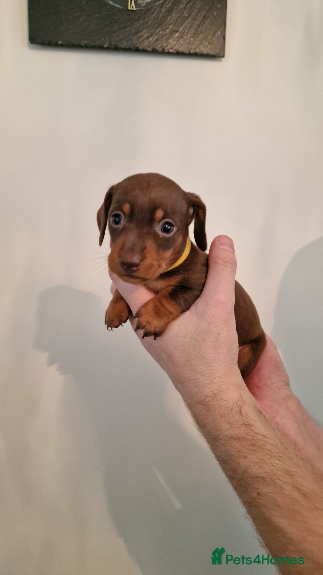 Dachshund dogs for sale: Miniature Smooth Haired Dachshund Puppies - Image 6