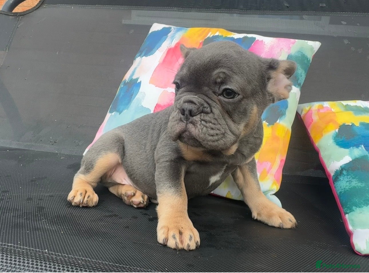 French Bulldog dogs for sale: Frenchie Puppies Ready to go now  in Halesowen - Advert 4