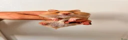 Hamster rodents for sale: Baby syrian hamsters  - Advert 11