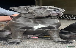 Cane Corso dogs for sale: 9 month old Cane Corso-returned by no fault of his - Image 2
