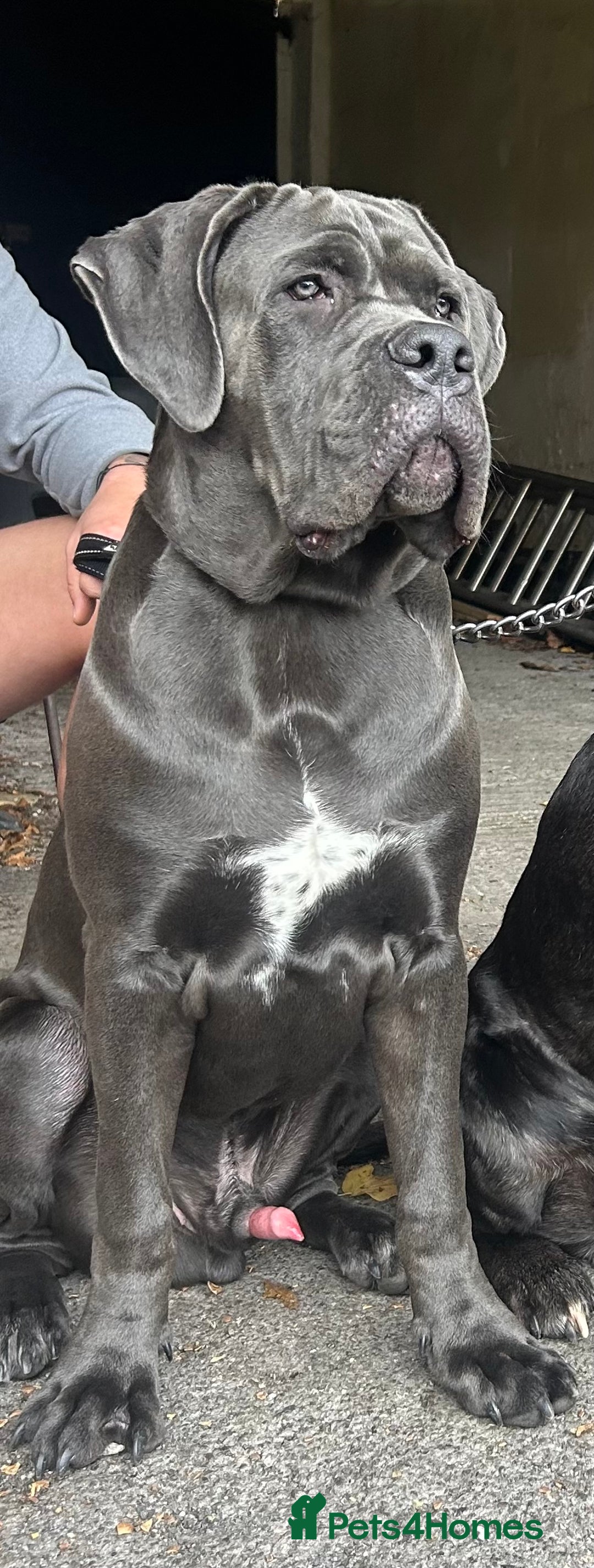 Cane Corso dogs for sale: 9 month old Cane Corso-returned by no fault of his - Image 2