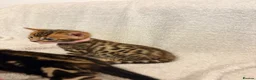 Bengal cats for sale: Only 2 Beautiful Bengal kittens Available🐾  - Advert 25