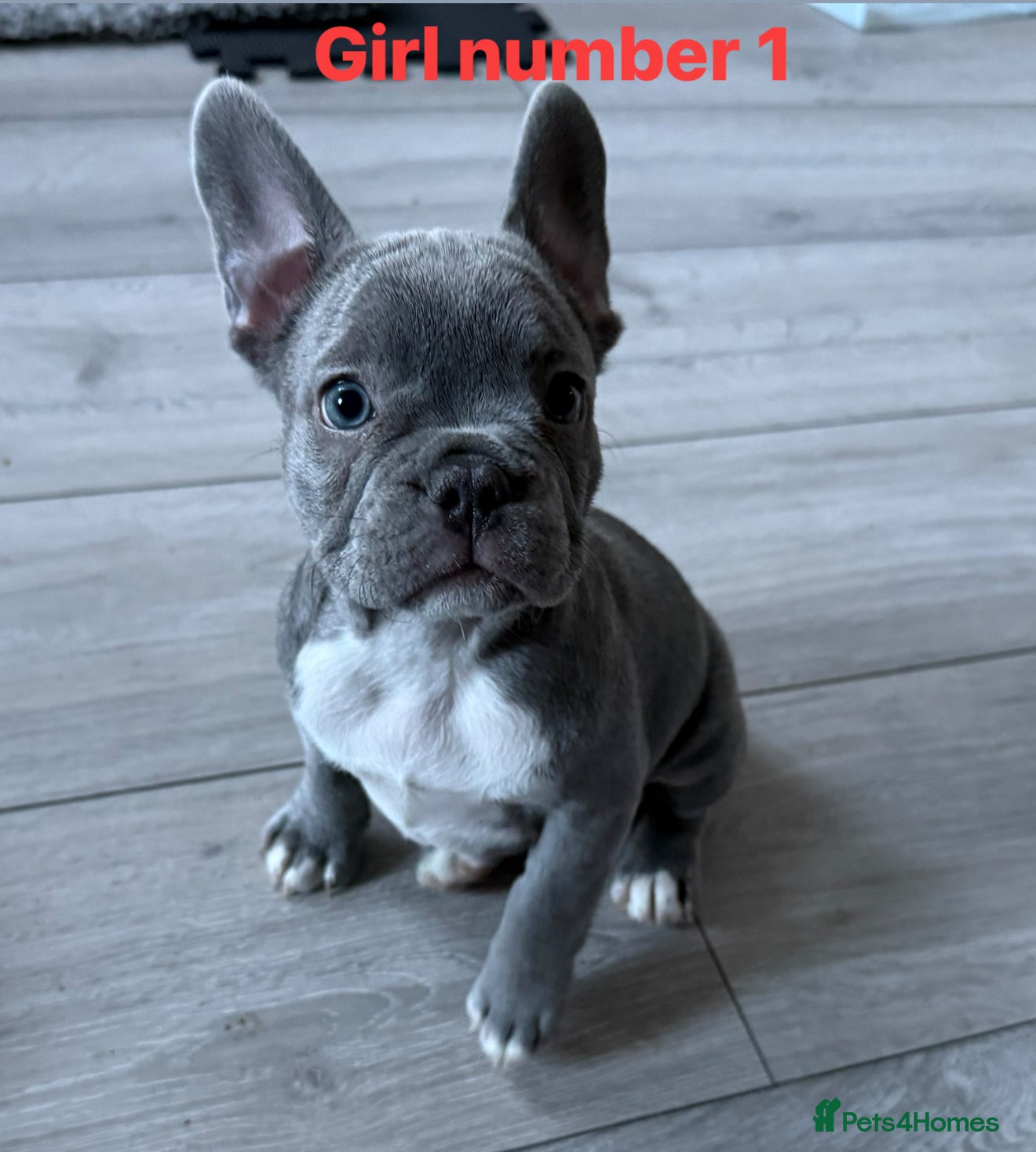 French Bulldog dogs Beautiful blue French bulldog puppies for sale - Advert 1