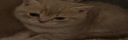 British Shorthair cats for sale: Beautiful British Shorthair kittens - Advert 22