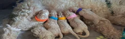 Poochon dogs for sale: F1 Poochon Puppies - Advert 3