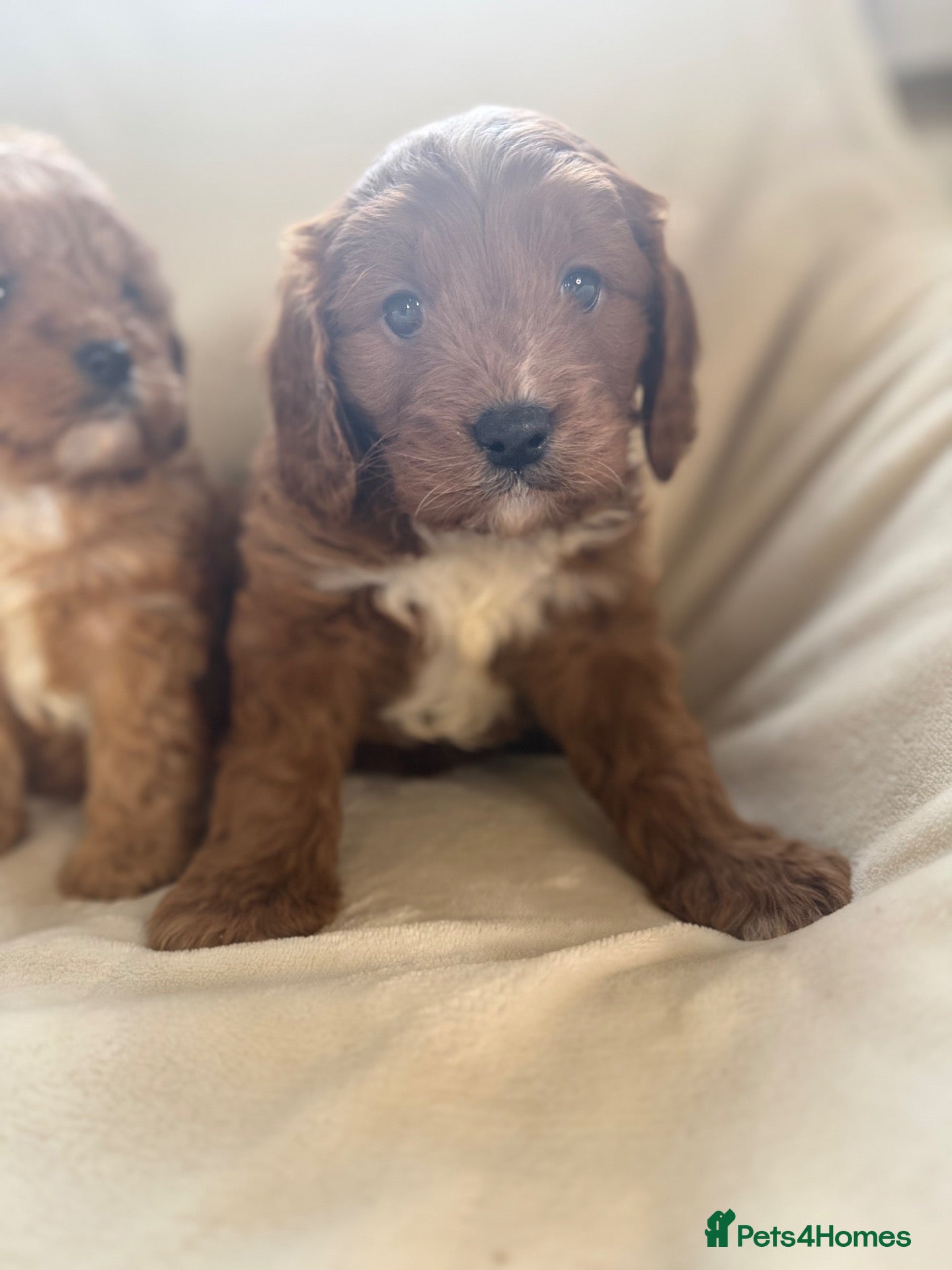 Cavapoo dogs Gorgeous Red Cavapoo Puppies - Advert 1