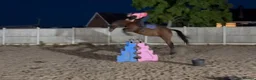 Connemara horses for sale: Genuine allrouder  - Advert 3