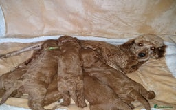 Cavapoo dogs for sale: Beautiful F1 cavapoo puppies - Image 24
