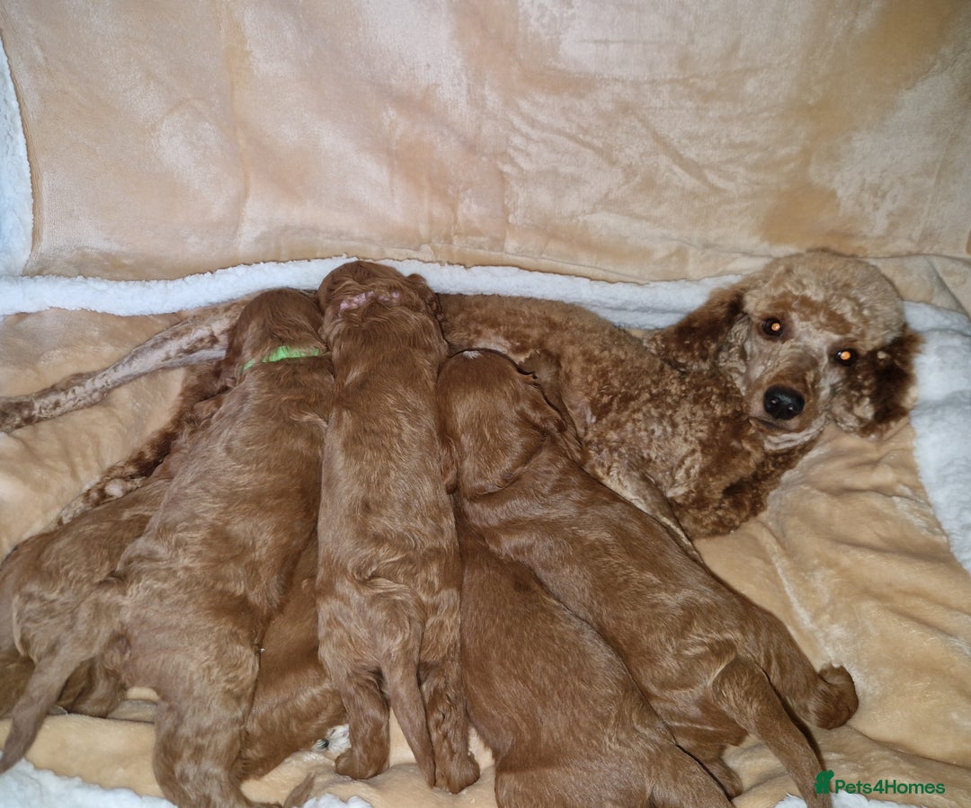 Cavapoo dogs for sale: Beautiful F1 cavapoo puppies - Image 24