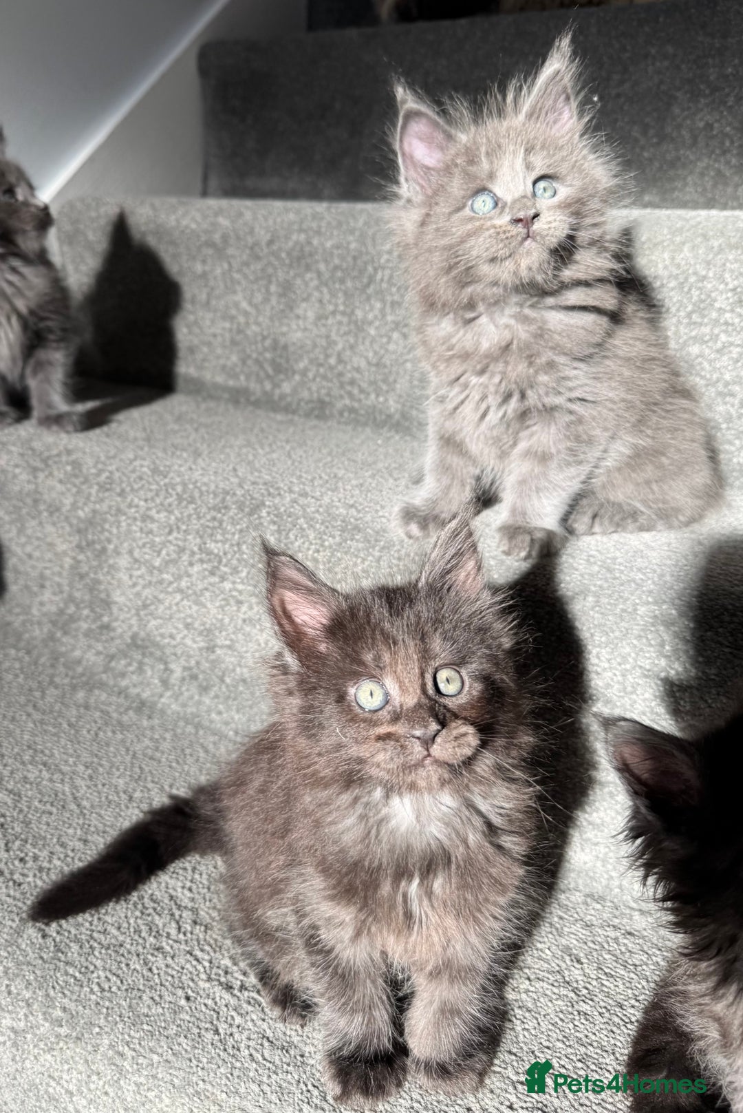 Maine Coon cats for sale: Pedigree Maine Coon Kittens – Blues & Smokes - Advert 28
