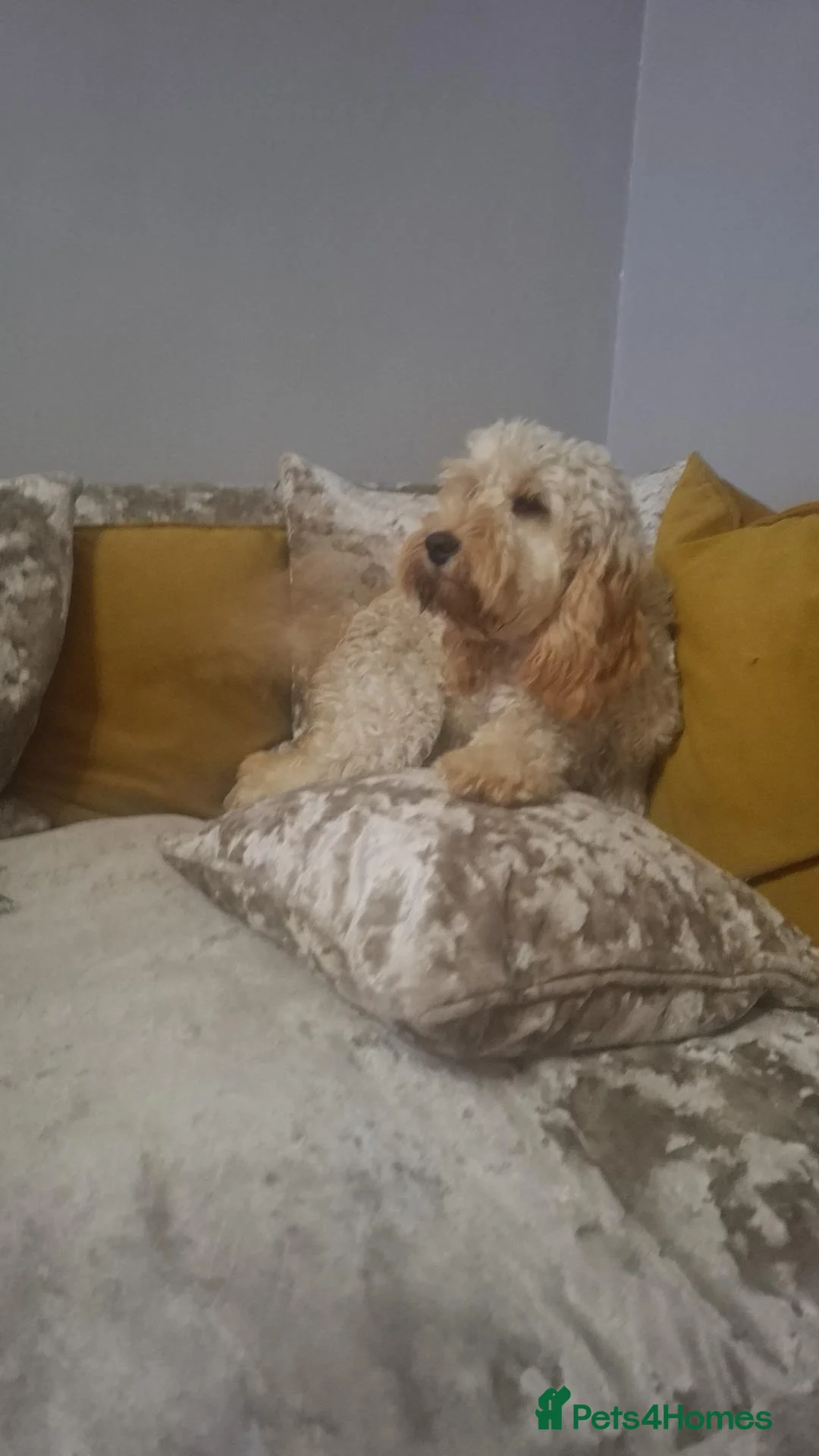 Cockapoo dogs for sale: 🐾 Young Adult Cockapoo Female - Advert 2