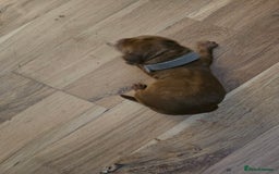 Cockapoo dogs for sale: Cockapoo puppies for sale! - Image 7