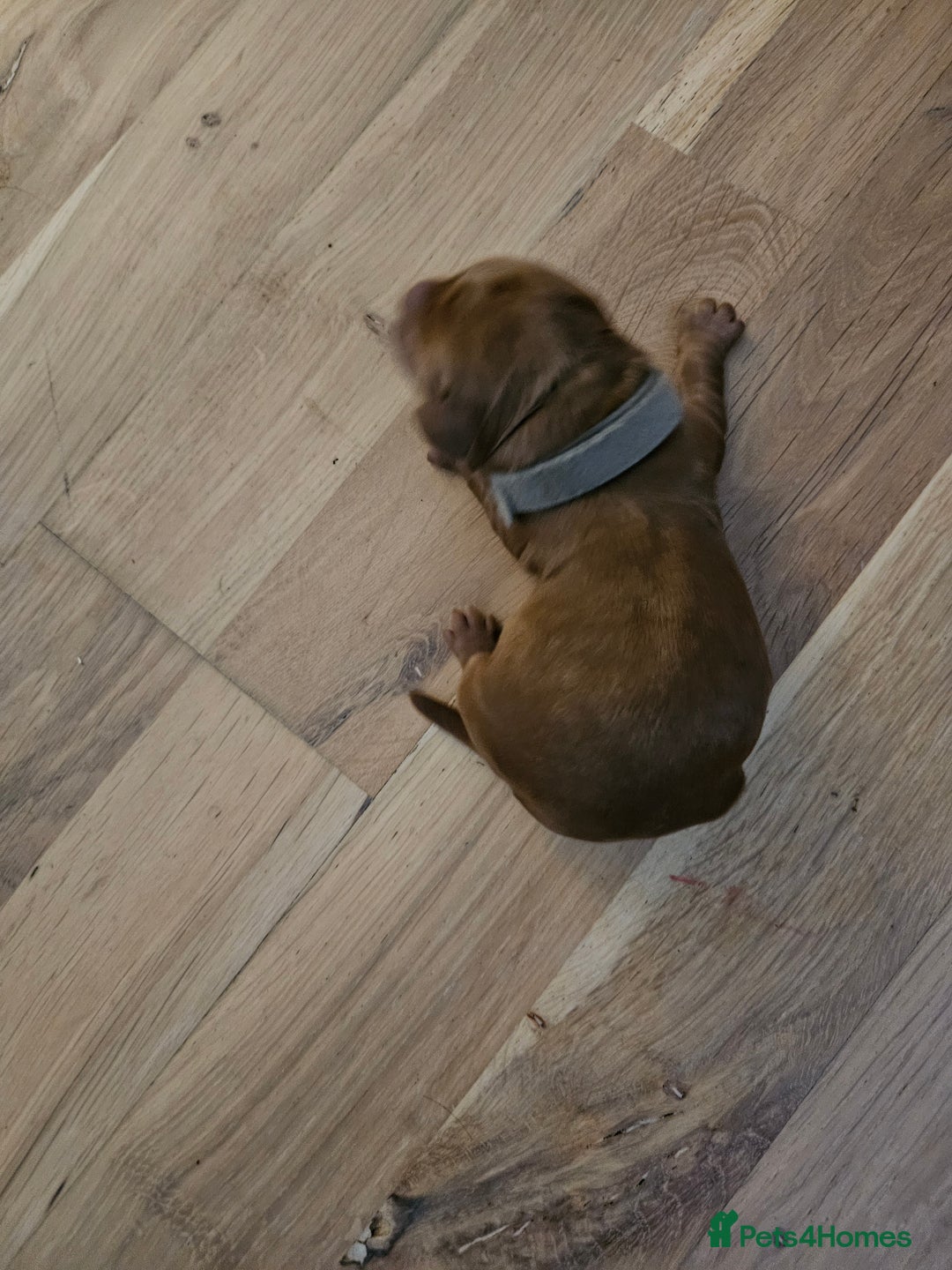 Cockapoo dogs for sale: Cockapoo puppies for sale! - Image 7