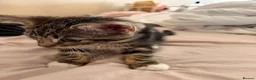 Domestic Shorthair cats for sale: Kittens for sale  - Advert 5
