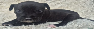 Presa Canario 1
