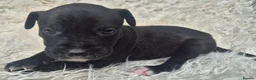 Presa Canario dogs for sale: Presa Canario Puppies ♥️ - Advert 12