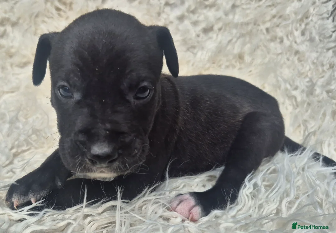 Presa Canario dogs for sale: Presa Canario Puppies ♥️ - Advert 12