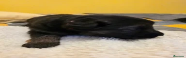 German Shepherd 8