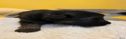 German Shepherd dogs for sale: German shepard pups in Glasgow - Advert 4