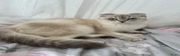 British Shorthair cats for sale: Two beautiful cats for adoption  - Advert 6