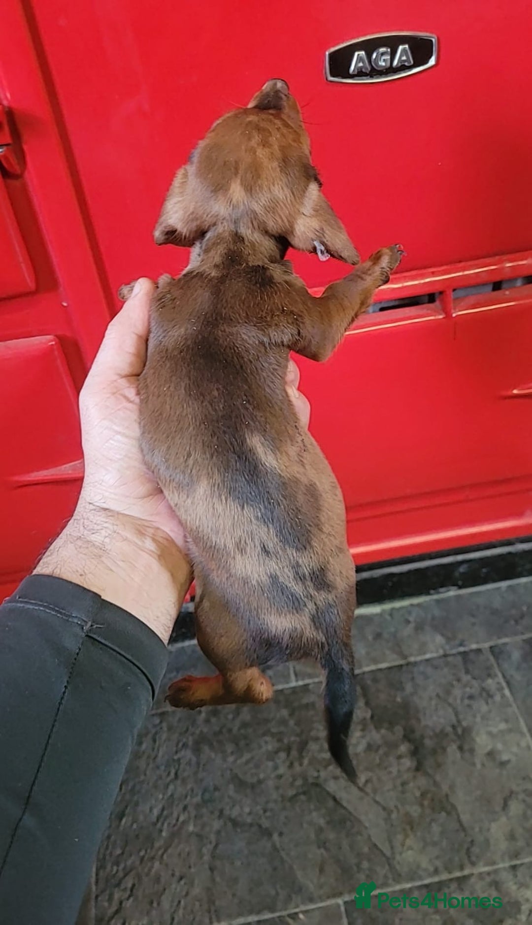 Miniature Dachshund dogs for sale: Miniature dachshund pups - Advert 7