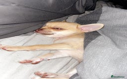 Chihuahua dogs for sale: XXS teacup chihuahua girl  - Image 9