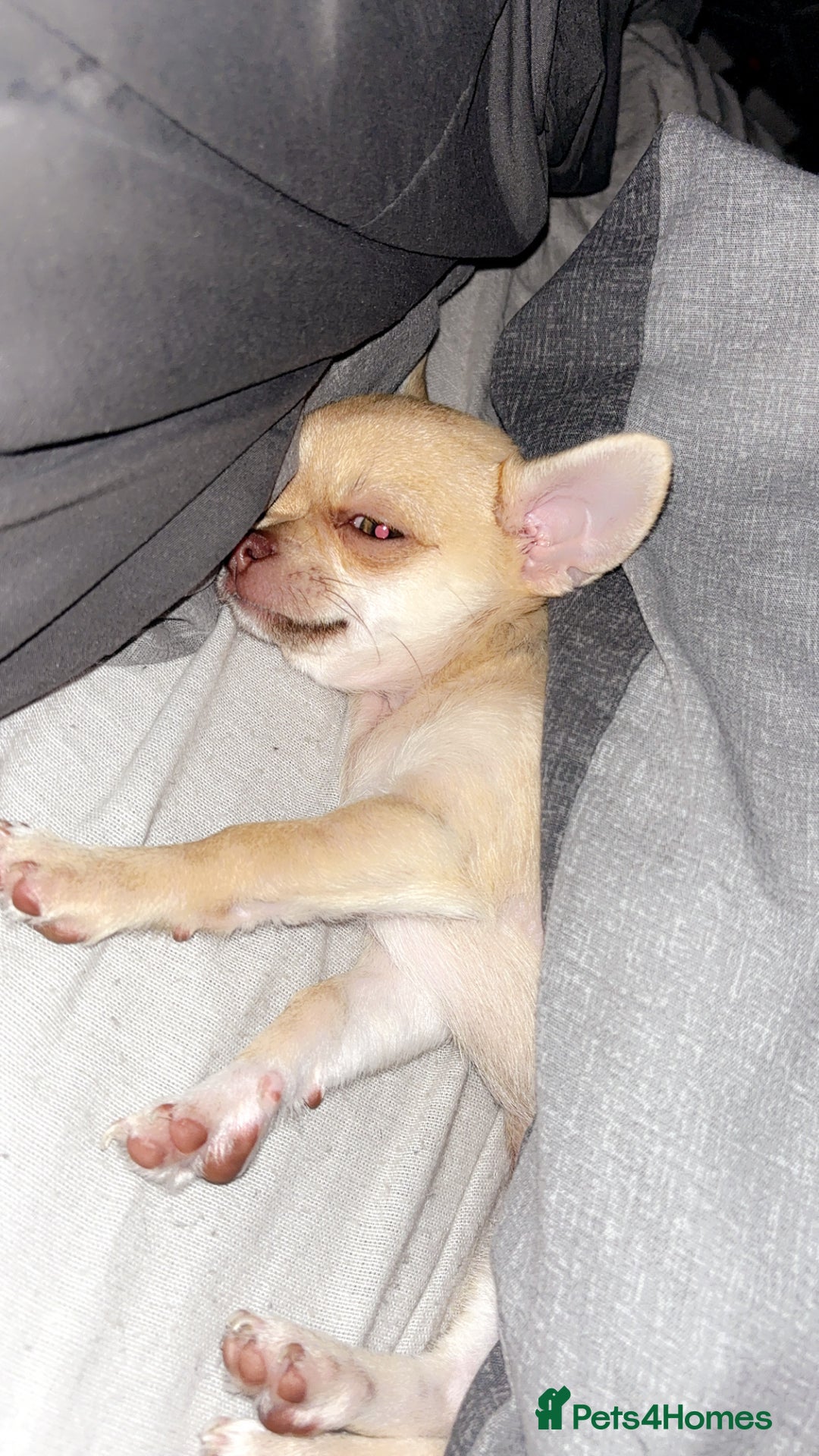 Chihuahua dogs for sale: XXS teacup chihuahua girl  - Image 9