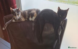 Mixed Breed cats for sale: Male and Female Kitten - Image 11